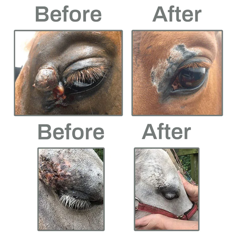 vet-grade-veterinary-results-horse-sarcoid-removal Veterinary Grade Results; Sarcoid Paste Before After; Bloodroot Paste Results