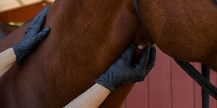 sarcoids-in-horses-1